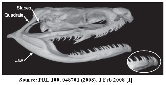 snake-ears snake-ears